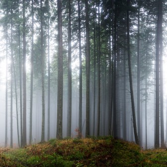 Tapet 3D cu design realist al unei păduri învăluite în ceață, perfect pentru hol, dormitor sau sufragerie.