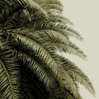 Tapet 3D cu frunze de palmier, decorare perete pentru un design tropical elegant